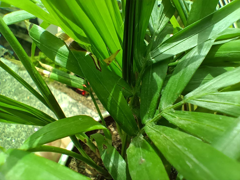 Realme Narzo 30 5G camera samples