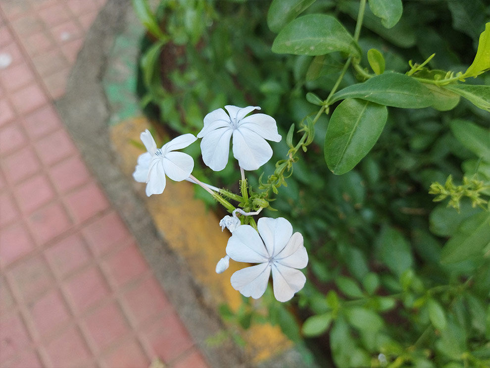 Redmi 9 Power camera samples