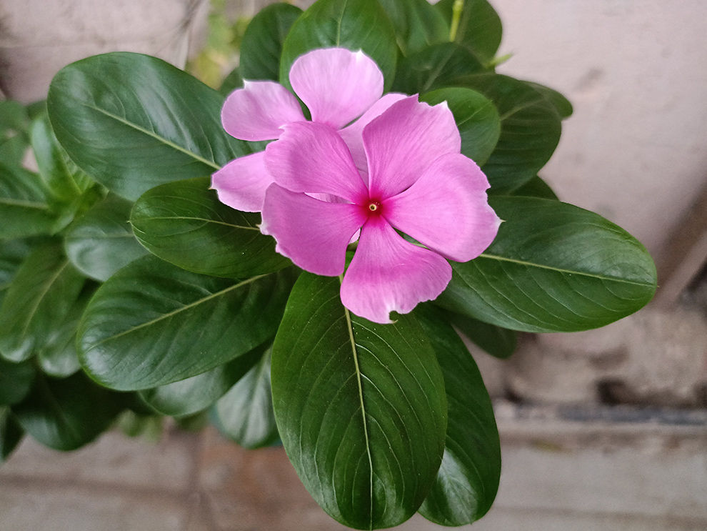 Realme 11x 5G Camera Samples
