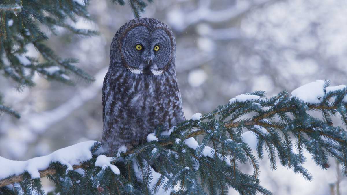 Great Grey Owl Secret World of Sound